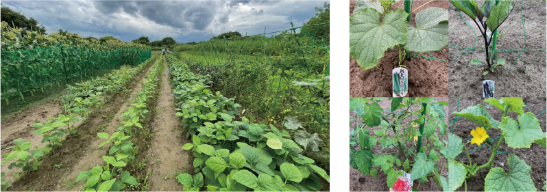 農園での農作業